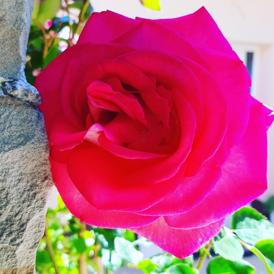 Red Rose Apartment Portorož Kültér fotó